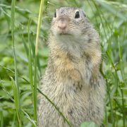 2018-05-27_AT_Wien_22_Donaustadt,_Blumengärten_Hirschstetten,_Spermophilus_citellus_(48481959911)