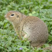 2018-05-27_AT_Wien_22_Donaustadt,_Blumengärten_Hirschstetten,_Spermophilus_citellus_(48482113012)