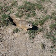 Europäischer Ziesel beim Schloss Orth Nationalparkzentrum