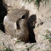 Europäischer Ziesel beim Schloss Orth Nationalparkzentrum