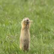 European_ground_squirrel_-_Siesel_-_Spermophilus_citellus