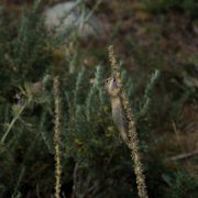 European_ground_squirrel_(Spermophilus_citellus)_on_a_denseflower_mullein_(Verbascum_densiflorum)