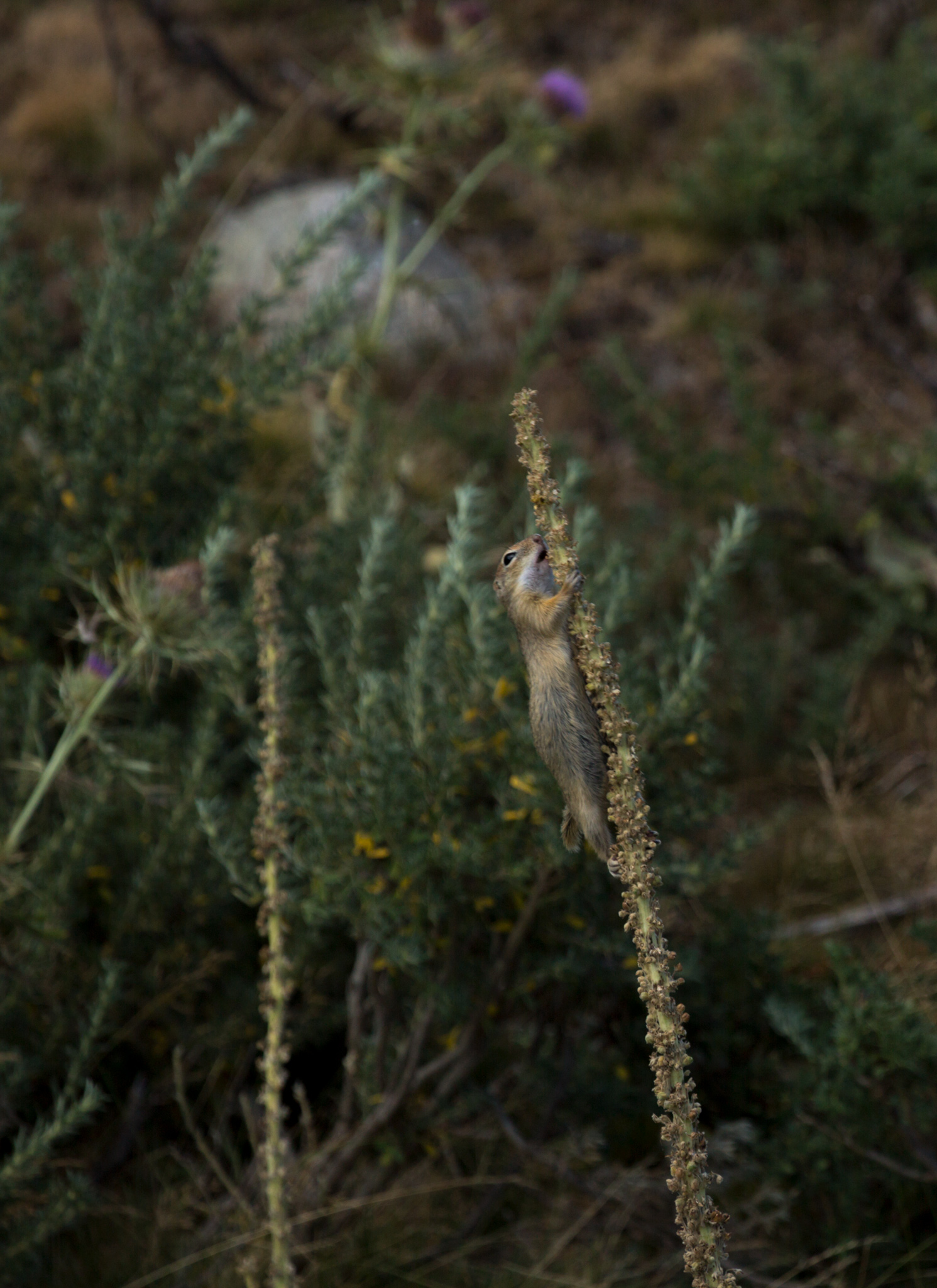 European_ground_squirrel_(Spermophilus_citellus)_on_a_denseflower_mullein_(Verbascum_densiflorum)
