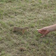 Overview_of_eating_Spermophilus_citellus_at_Kolín_Airport_in_Pašinka,_Kolín_District