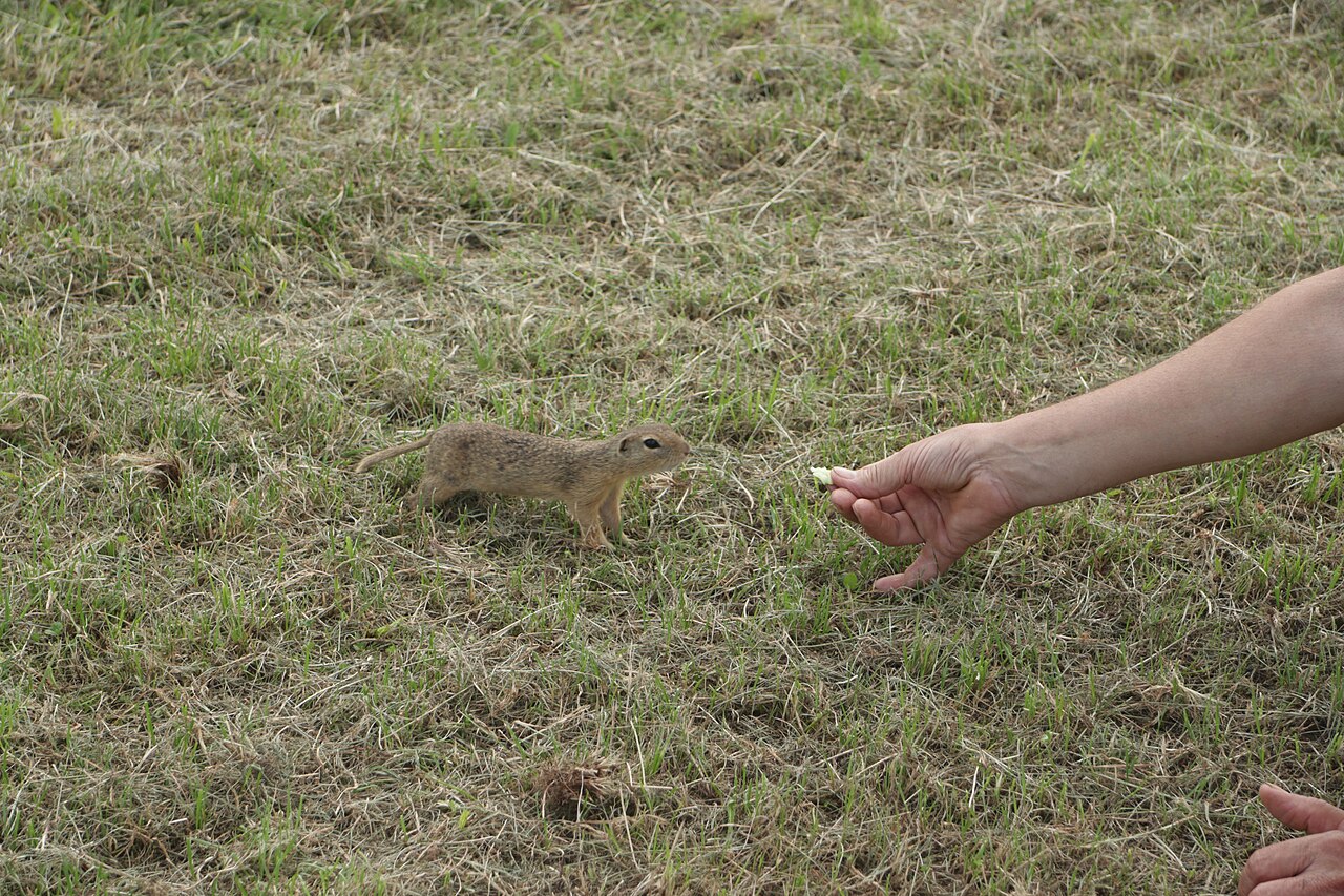 Overview_of_eating_Spermophilus_citellus_at_Kolín_Airport_in_Pašinka,_Kolín_District