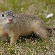 Spermophilus_citellus_389141203