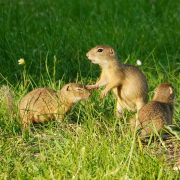 Spermophilus_citellus_399210622