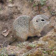 Spermophilus_citellus_3_TK