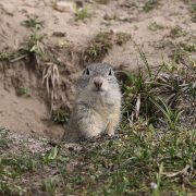 Spermophilus_citellus_TK