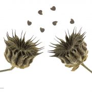 1024px-Abutilon_theophrasti_MHNT.BOT.2007.43.38