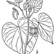 744px-Abutilon_theophrasti_drawing