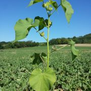 768px-Abutilon_theophrasti_sl29