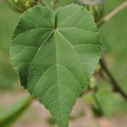 Abutilon_theophrasti_-_leaf_(18554023860)