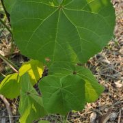 Abutilon_theophrasti_-_whole_plant_(18741759015)