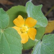 Abutilon_theophrasti_2015-08-29_5737b
