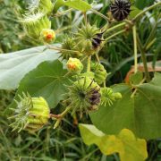 Abutilon_theophrasti,_Maçanet_de_la_Selva_02