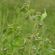 Abutilon_theophrasti_RF