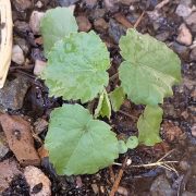 Abutilon_theophrasti_seedling