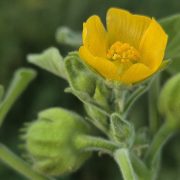 Abutilon_theophrasti_sl39