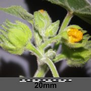 Abutilon_theophrasti_sl46