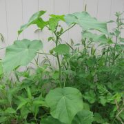 Velvetleaf_(Abutilon_theophrasti)