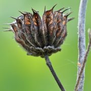 velvetleaf-6187025_1920