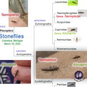 OrderPecopteraGenusTaeniopteryx