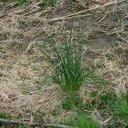 1280px-Allium_vineale_early_spring_001