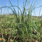 20190321_Allium_vineale_3