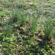 20190321_Allium_vineale_5