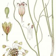 388_Allium_oleraceum,_Allium_vineale