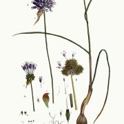 960px-Allium_vineale_—_Flora_Batava_—_Volume_v2