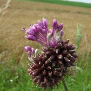 Allium_vineale1