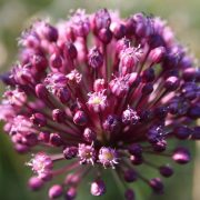 Allium_vineale_PID1254-3