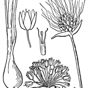 Allium_vineale_drawing