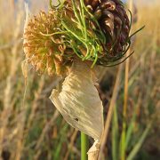 Crow_Garlic_(Allium_vineale)_-_geograph.org.uk_-_7247650