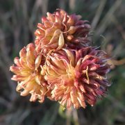 Crow_Garlic_(Allium_vineale)_-_geograph.org.uk_-_7247652