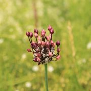 allium-87819_1920