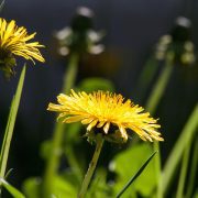 common-dandelion-331701_1920