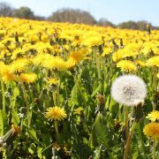 dandelion-1306911_1920