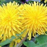 dandelion-1359437_1920