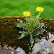 dandelion-15248_1920