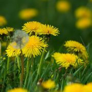 dandelion-4180951_1920