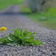 dandelion-7885026_1920