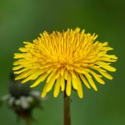 dandelion-8010882_1920
