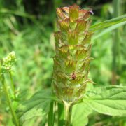 prunella-vulgaris-848706_1920