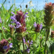 prunella-vulgaris-855517_1920
