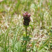 small-accentor-2117399_1920
