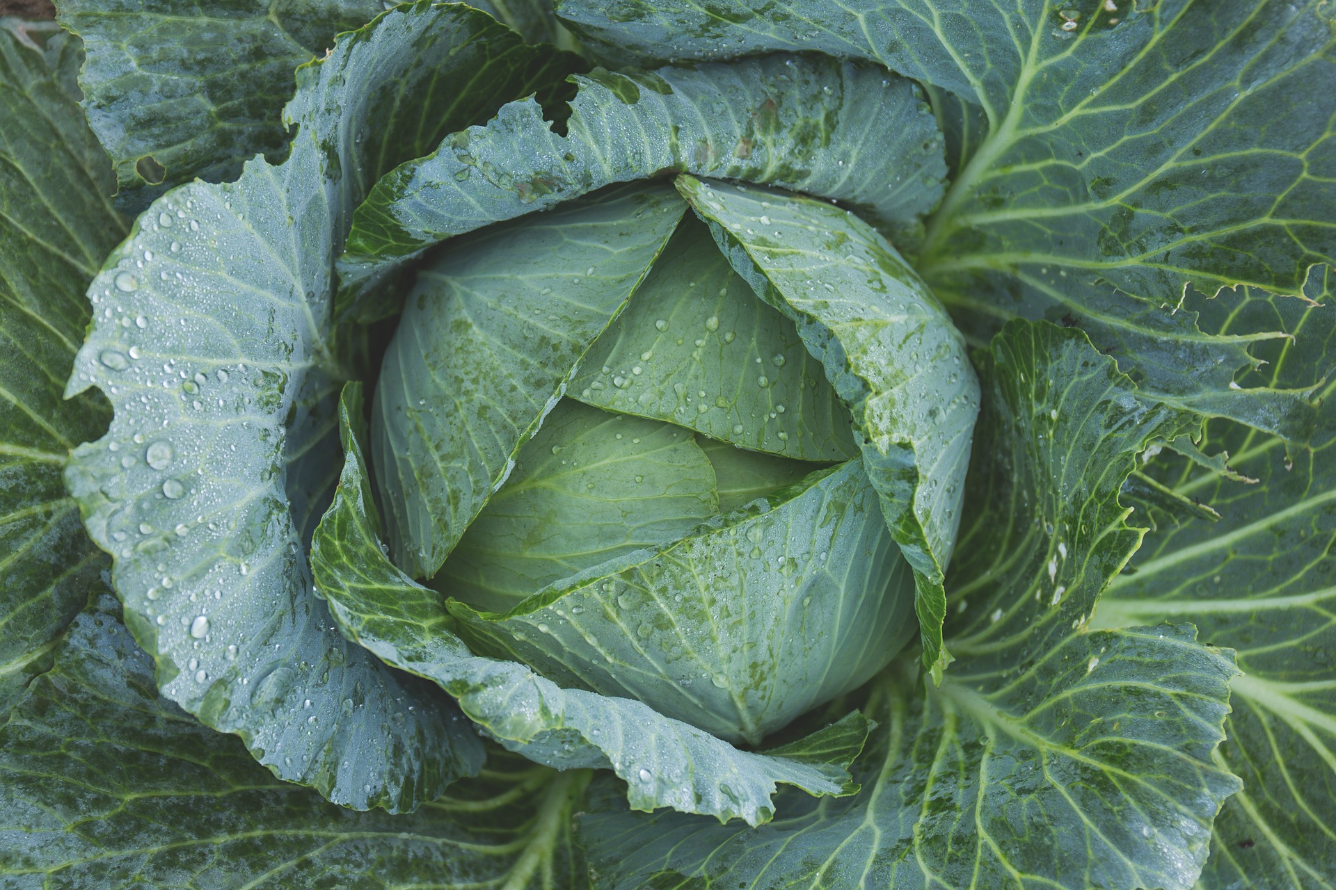 cabbage-1850722_1920