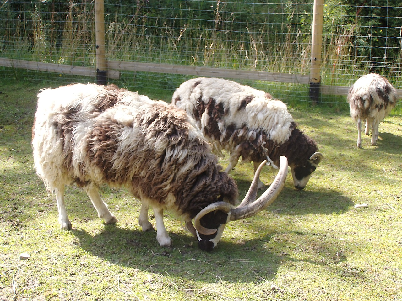 four-horn-sheep-878642_1280